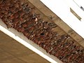 Nests of the South African swallow under a highway bridge
