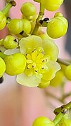 Close-up of flower