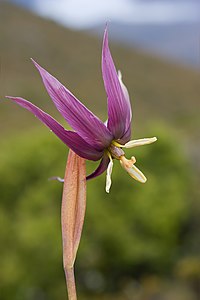 Isophysis tasmanica, by JJ Harrison