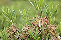 Kalmia à feuilles étroites