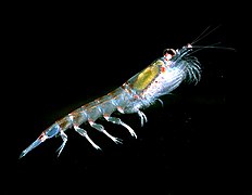 Krill