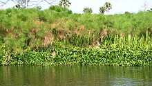 Lake Kyoga Papyrus.