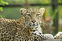 Rescued Leopard at the Wildlife SOS Manikdoh Leopard Rescue Centre