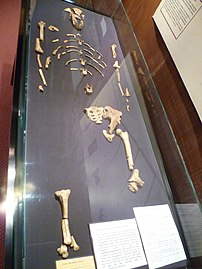Skeleton of Lucy, the most well-known Australopithecus afarensis fossil, at the National Museum of Ethiopia.