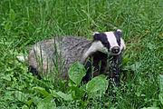 Gray and white mustelid in grass
