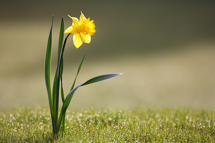 Нарцисс ложный (Narcissus pseudonarcissus)