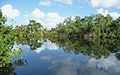 Image 4The New River near its estuary into the Caribbean Sea (Corozal District, Belize)