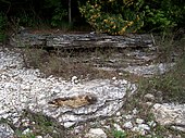 Outcroppings of exposed bedrock at Newport State Park approximately 10 feet (3.0 m) from Lake Michigan