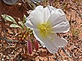 Oenothera deltoides