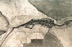 Pachypleurosaurus, un fósil que foi atopado no Monte San Giorgio.