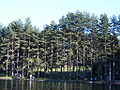 Zlatibor lake with surroundings