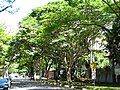 Paisagismo na Avenida Rebouças, em Pinheiros, em São Paulo, no Brasil