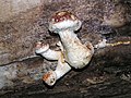 Pholiota populnea