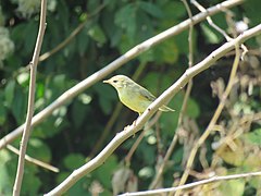 Брезов звиждак - Phylloscopus trochilus