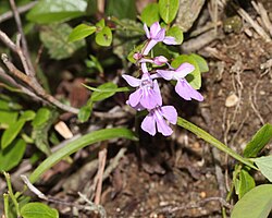 ウチョウラン、御在所岳（三重県菰野町）にて、2016年7月5日撮影