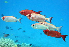 Un groupe de gros-yeux communs (Priacanthus hamrur)