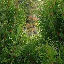 Gotas de chuva em uma tuia-vulgar (Thuja occidentalis) em Lysekil, Suécia. É uma árvore conífera perene, da família dos ciprestes Cupressaceae, nativa do leste do Canadá e de grande parte do centro-norte e nordeste dos Estados Unidos. É amplamente cultivada como planta ornamental. Não deve ser confundida com o zimbro-da-virgínia (Juniperus virginiana). (definição 3 515 × 3 515)