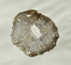 Spore print