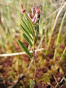 Andromeda polifolia.