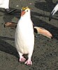 Royal penguin, a species of crested penguin