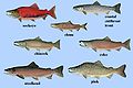 Types of salmon