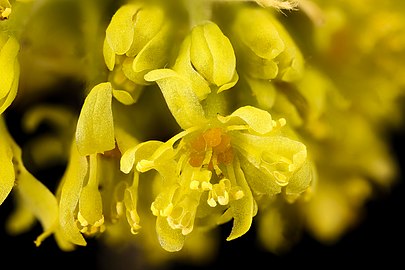 Staminate (male) flowers