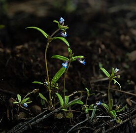 Collinsia parviflora near Mt. Shasta, California