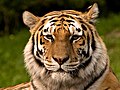 Image 23Siberian tiger (from Mammalogy)
