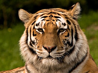 Siberian tiger, by S. Taheri (edited by Fir0002)