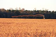Soybeans ready for harvest, with center pivot irrigation setup