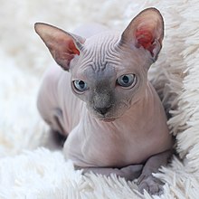 A Sphynx cat relaxing on a fluffy blanket