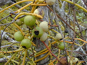 C. filiformis fruit, Hawaii