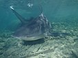 Un requin-bouledogue en eau peu profonde.