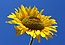 This is a sunflower, but it is a .jpeg file. SMH.