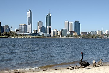 A family of black swans on the shore of the Swan River with the Perth skyline in background.