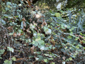 Symphoricarpos albus fruits in northern California, mid-September