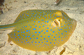 La coloration de la raie pastenague à taches bleues est facilement reconnaissable.