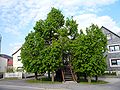 Juli: Tanzlinde in Sachsenbrunn