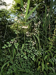 生育環境。林間の湿った草地に、ヨシ Phragmites australis やホソバイラクサ Urtica angustifolia などとともに生育していた。