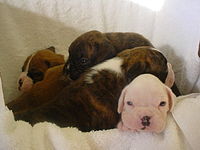 Brindle, fawn, and white Boxer puppies