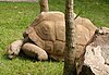 An Aldabra Giant Tortoise
