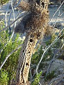 Skeleton of a dead teddy bear cholla.