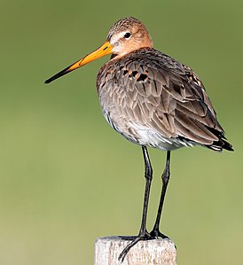 12. Platz: Hauke Roy mit Gefährdete Uferschnepfe (Limosa limosa) im NSG Ochsenmoor