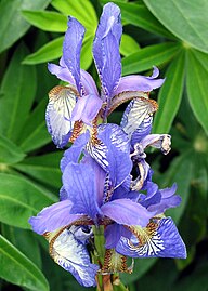 Iris reticulata