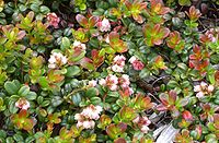 Flowers and young shoots