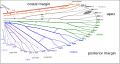 Image 12Venation of insect wings, based on the Comstock-Needham system (from Insect morphology)