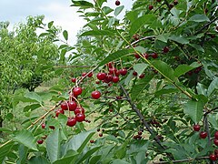 Fruits mûrs.