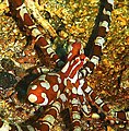 Wunderpus photogenicus