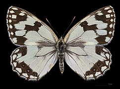 Melanargia lachesis ♀ MHNT