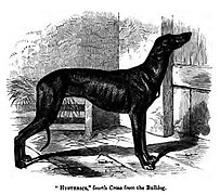 Greyhound/Old English Bulldog fourth cross
